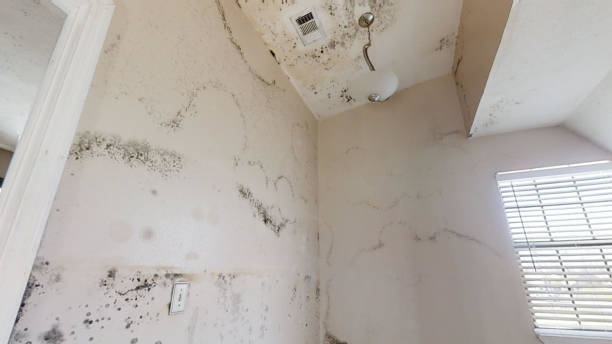 Best Forensic Mold Investigation  in Stanton, MI