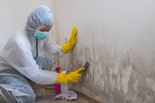 Best Asbestos and Lead Testing During Mold Inspection  in Stanton, MI