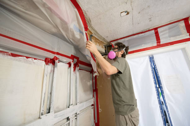 Best Water Damage & Mold Remediation  in Stanton, MI