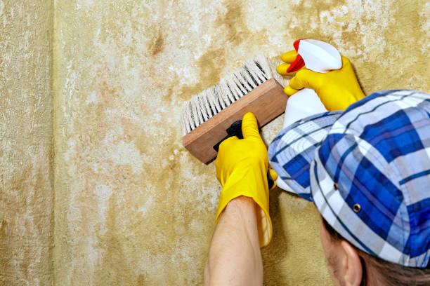  Stanton, MI Mold Removal Pros