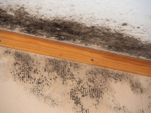 Best Industrial Mold Remediation  in Stanton, MI
