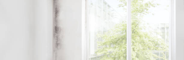 Mold Remediation for Vacation Homes in Stanton, MI