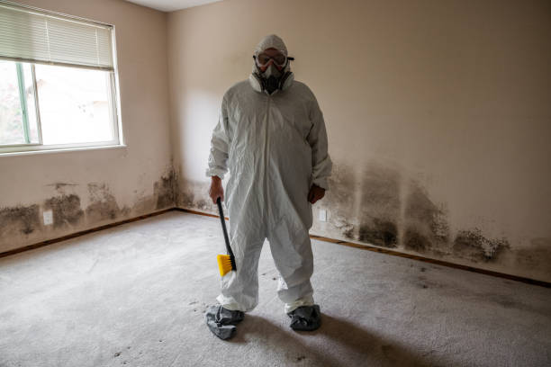 Best Mold Remediation for Vacation Homes  in Stanton, MI